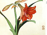 dvd_and_books/Amaryllis_01_S.jpg