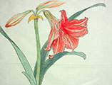 dvd_and_books/Amaryllis_02_S.jpg