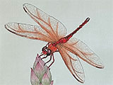 dvd_and_books/Dragonfly_Lotus_vic1_S.jpg
