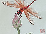 dvd_and_books/Dragonfly_Lotus_vic2_S.jpg