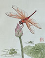 dvd_and_books/Dragonfly_Lotus_vic_S.jpg