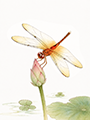 dvd_and_books/Dragonfly_on_Lotus_bud_color_S.png