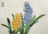 dvd_and_books/Hyacinths_S.jpg