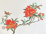 dvd_and_books/Pomegranate_study_S.jpg