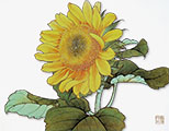 dvd_and_books/Sun_flower_shadow_S.jpg