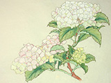 dvd_and_books//hydrangea_color_S.jpg