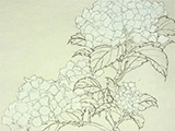 dvd_and_books//hydrangea_outline_S.jpg