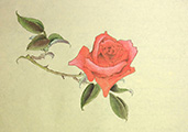 dvd_and_books/red_rose_S.jpg