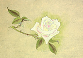 dvd_and_books/white_rose_S.jpg