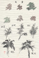 foliage_types_01_S.jpg