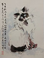 Portrait of a Himalayan Cat