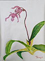 Original Chinoiserie Style Orchids on Silk Paper by Henry Li