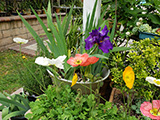 gallery/Flower_and_Birds/Iris_06_S.jpg