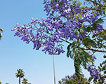 gallery/Flower_and_Birds/Jacaranda_02_S.jpg