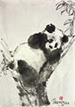A Relaexed Panda on a Tree 8x11.5 (Gift Painting)