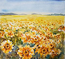 Tiger-eye Sunflowers(2022)