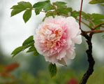 peony_photo01_S.jpg