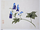 scrolls_and_shikishi_board/20260601_112507_S.jpg