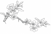 scrolls_and_shikishi_board/Quince_templagte_S.png