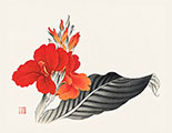 workshop/Canna_Lily_Master_Sample_S.jpg
